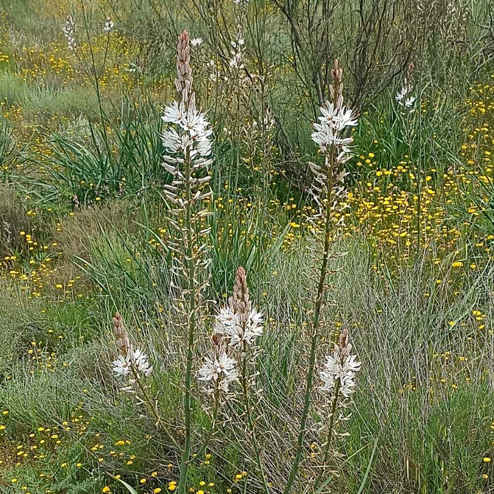 Asphodelus Cerasiferus