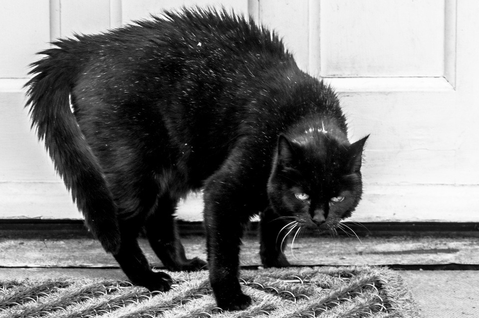 gato negro erizado como cat sabot