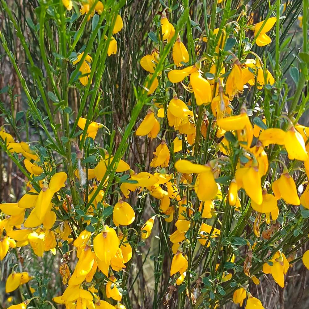 Cytisus Scoparius