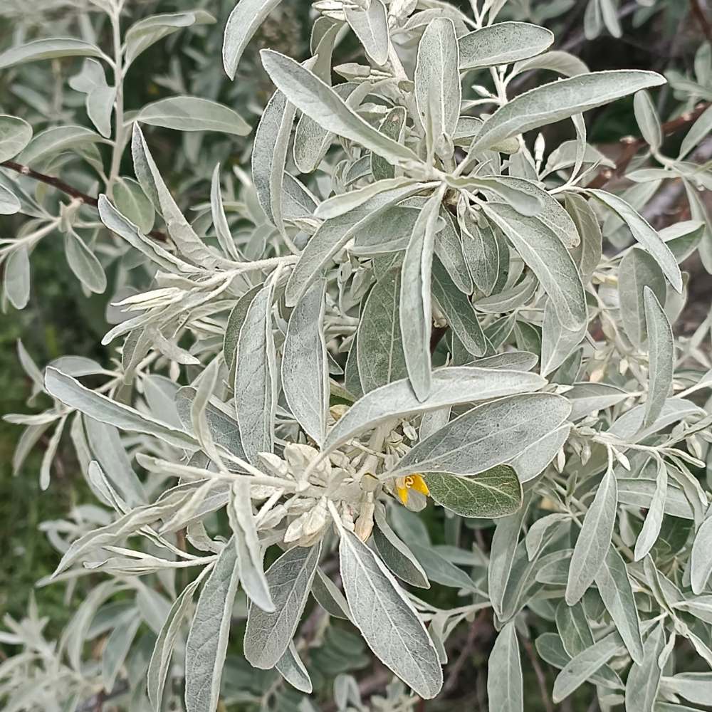 Elaeagnus Angustifolia