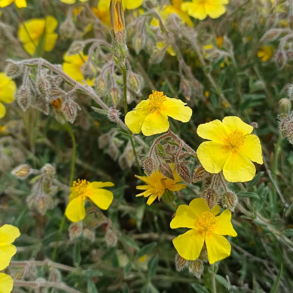 Helianthemum Nummularium