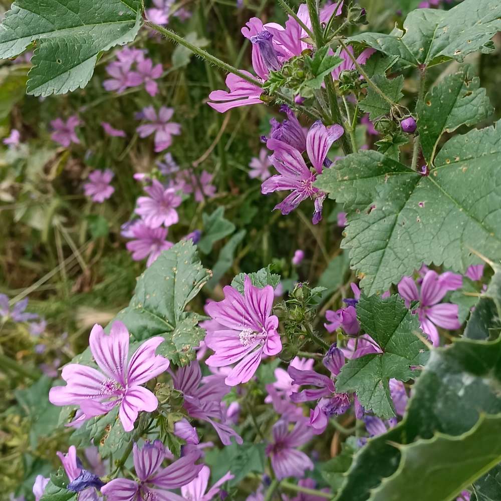 Malva Sylvestris