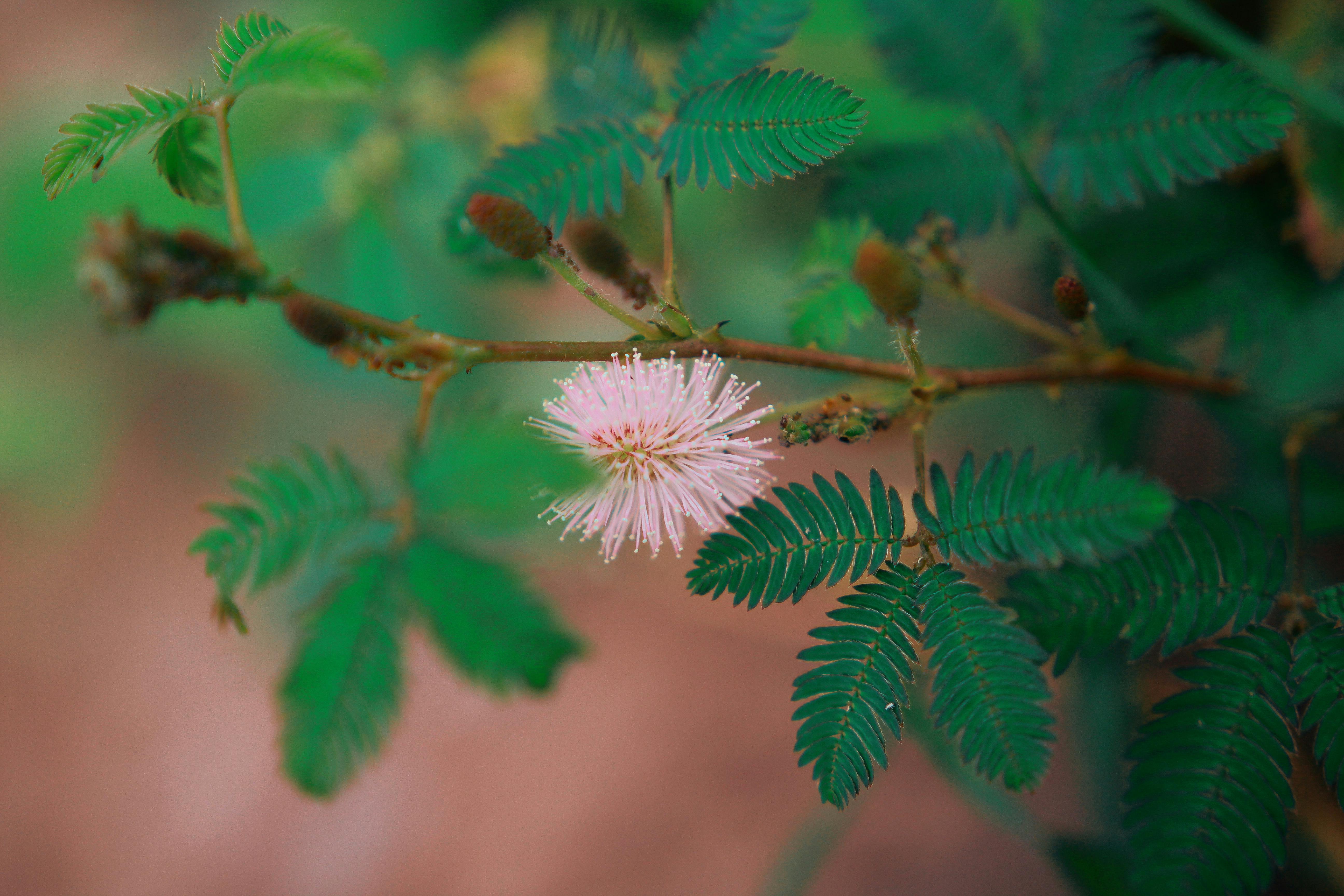 Mimosa Púdica