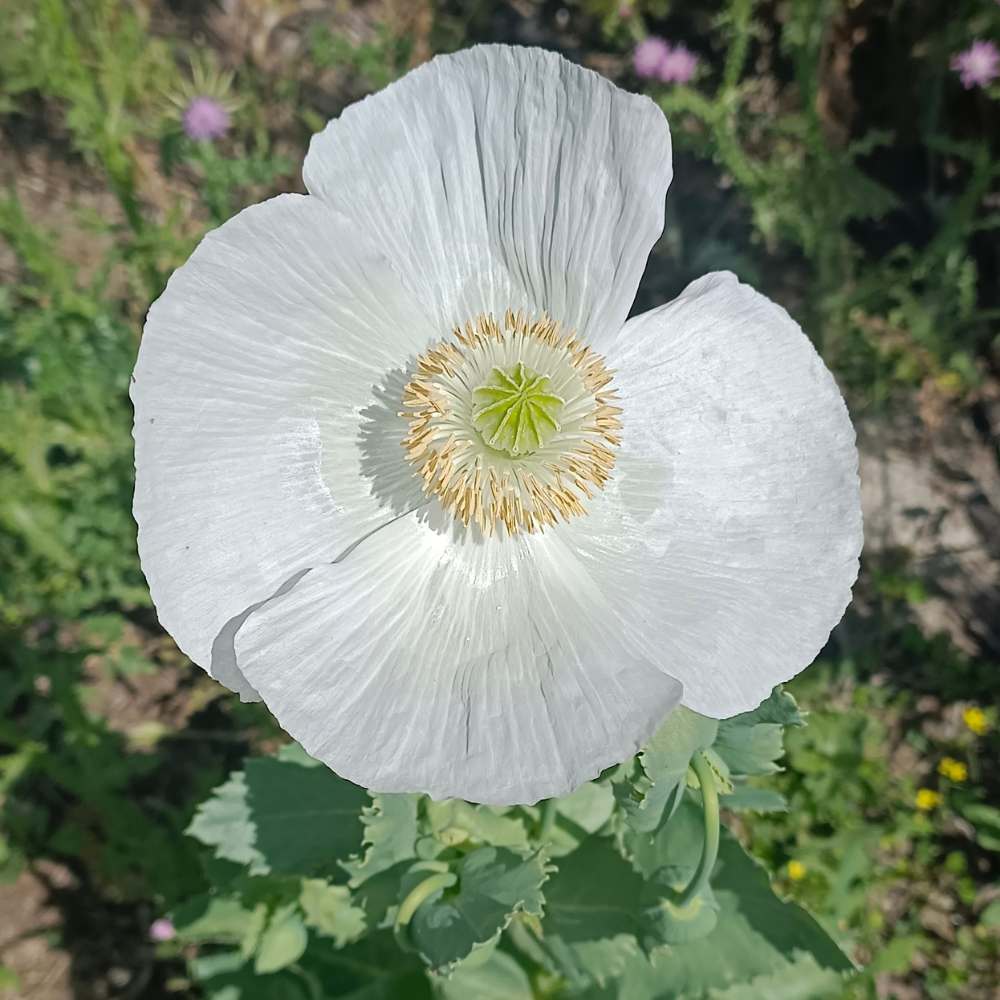 Papaver Somniferum