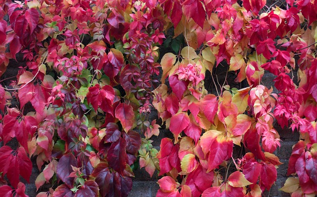 Fachada con trepadora Parthenocissus Tricuspidata en tonos ocres rojizos con una farola