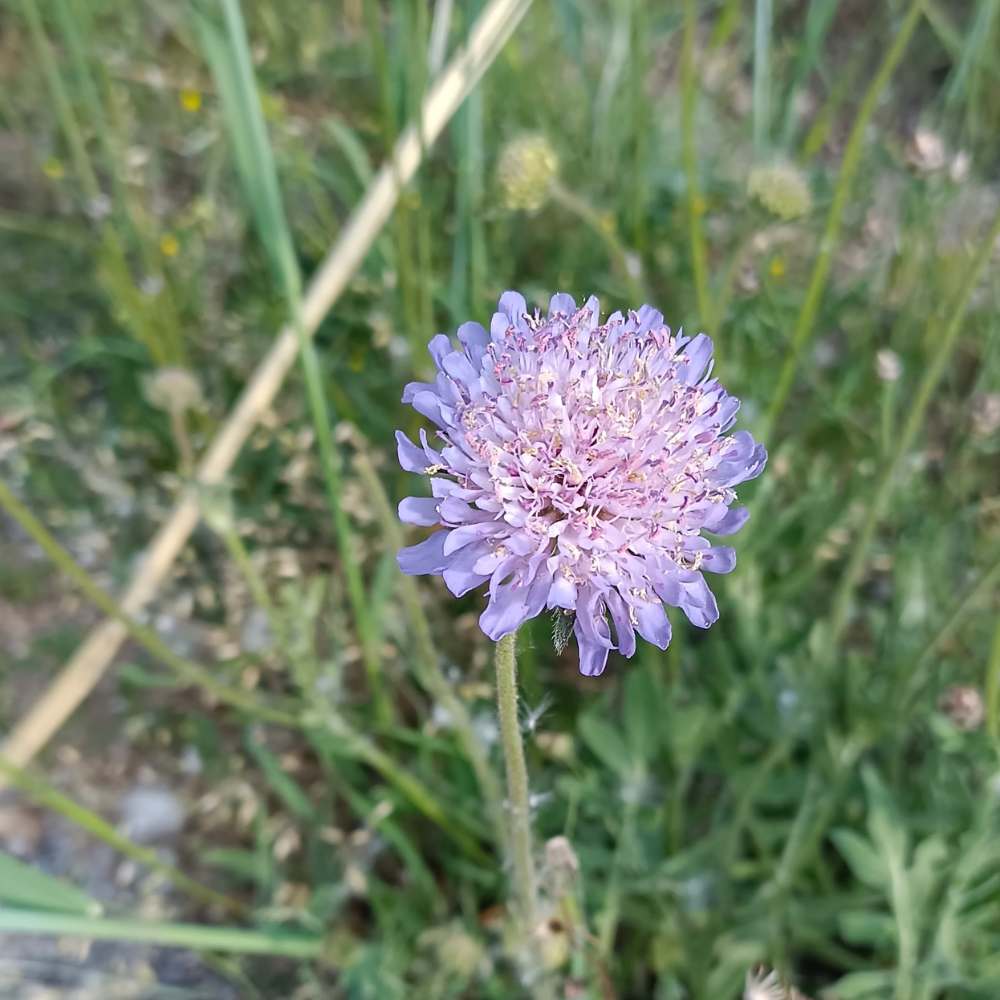Scabiosa Atropurpurea