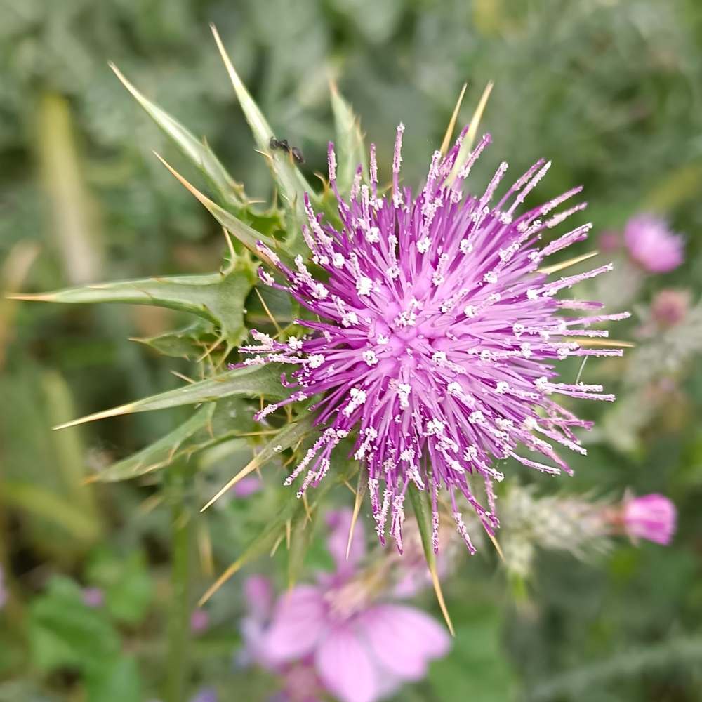 Silybum Marianum