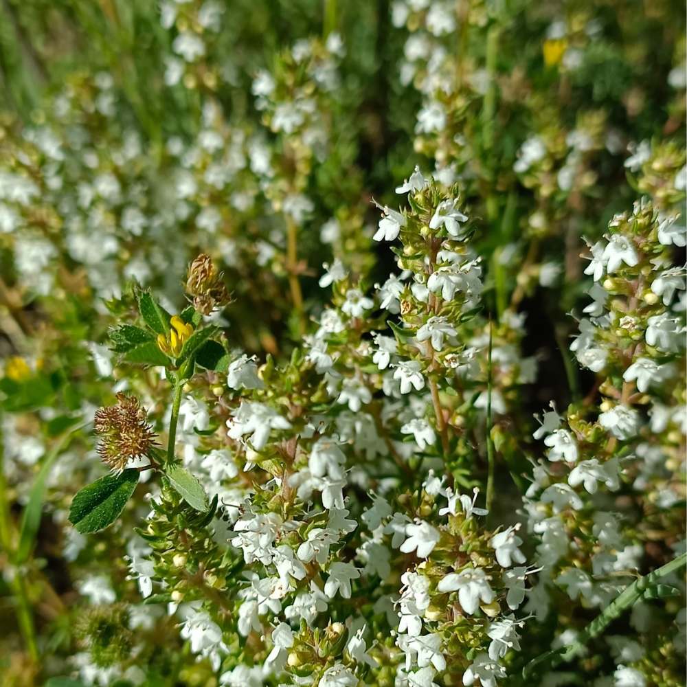Thymus Carnosus