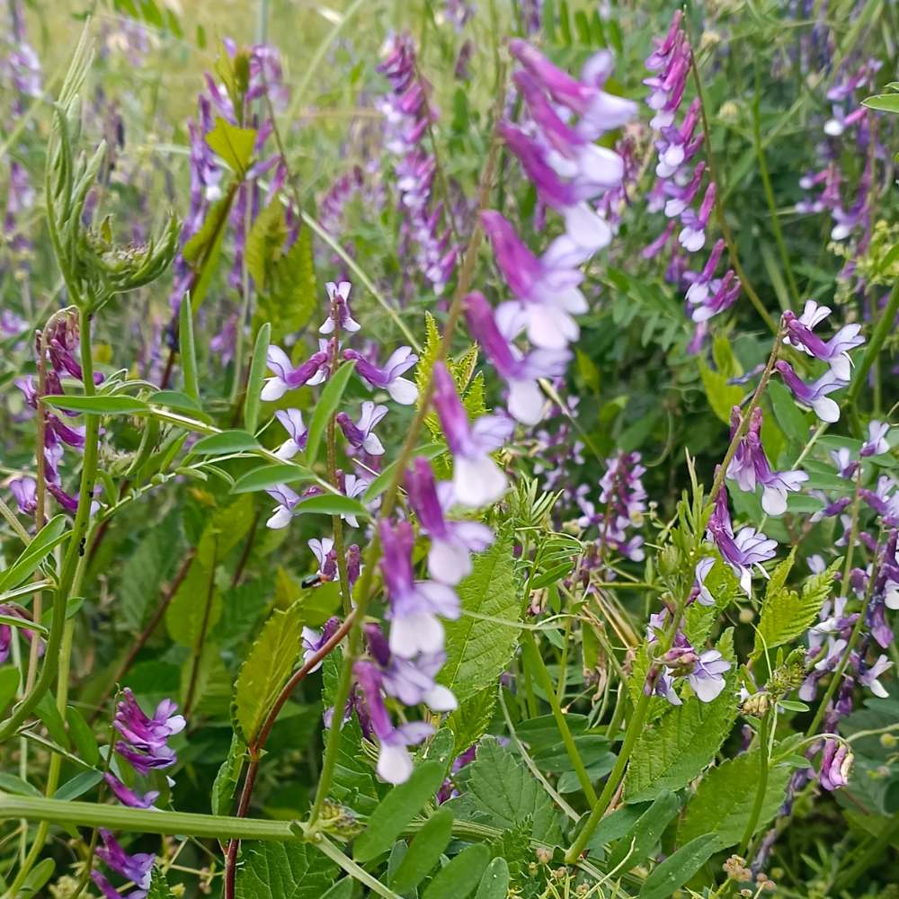 Vicia Villosa